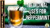 What Are The Medicinal Uses For Peppermint Benefits Of Peppermint Tea And Extracts